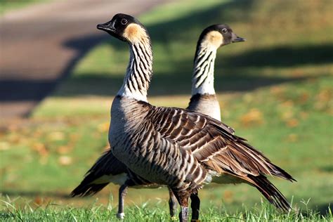 nene goose and canadian goose